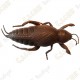 Cache "insect" - Cockroach