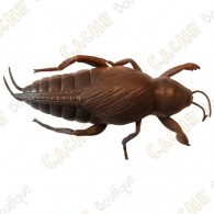 Cache "insect" - Cockroach