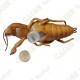 Cache "insect" - Cockroach